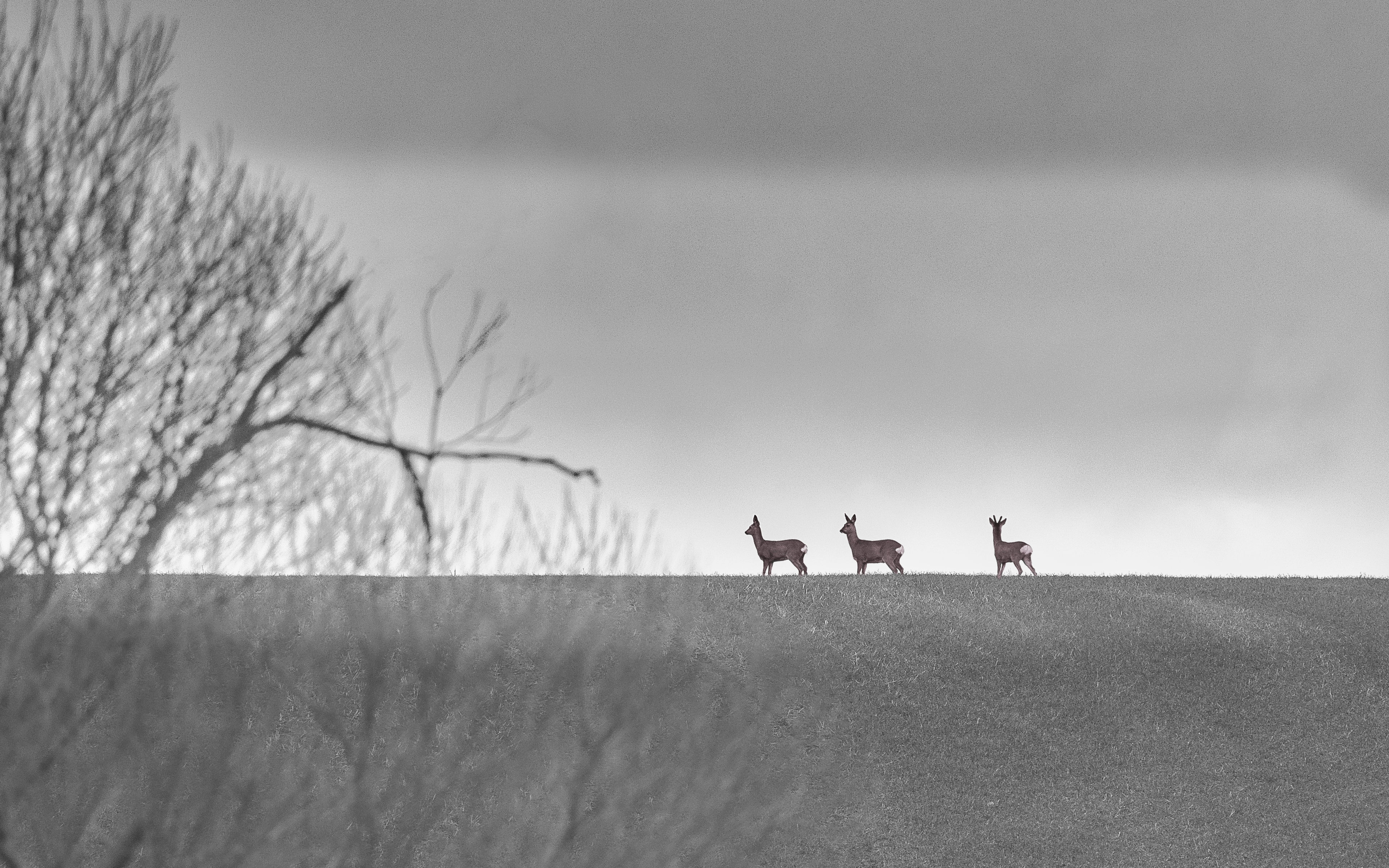 R62_3870_5