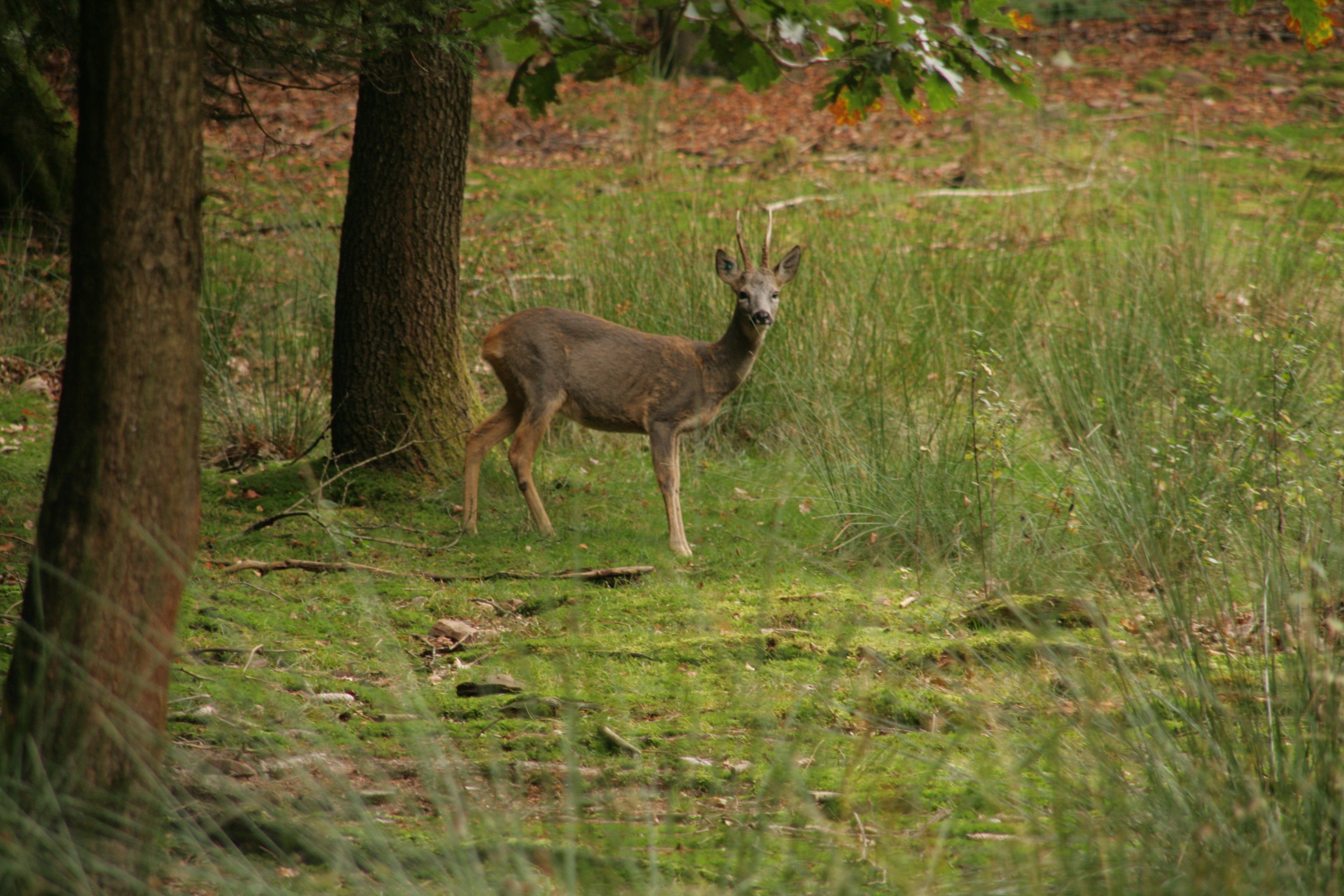 focus-on-animals-1