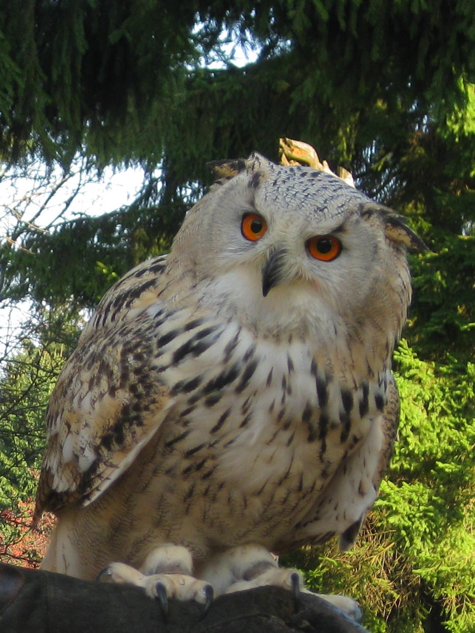 focus-on-animals-11