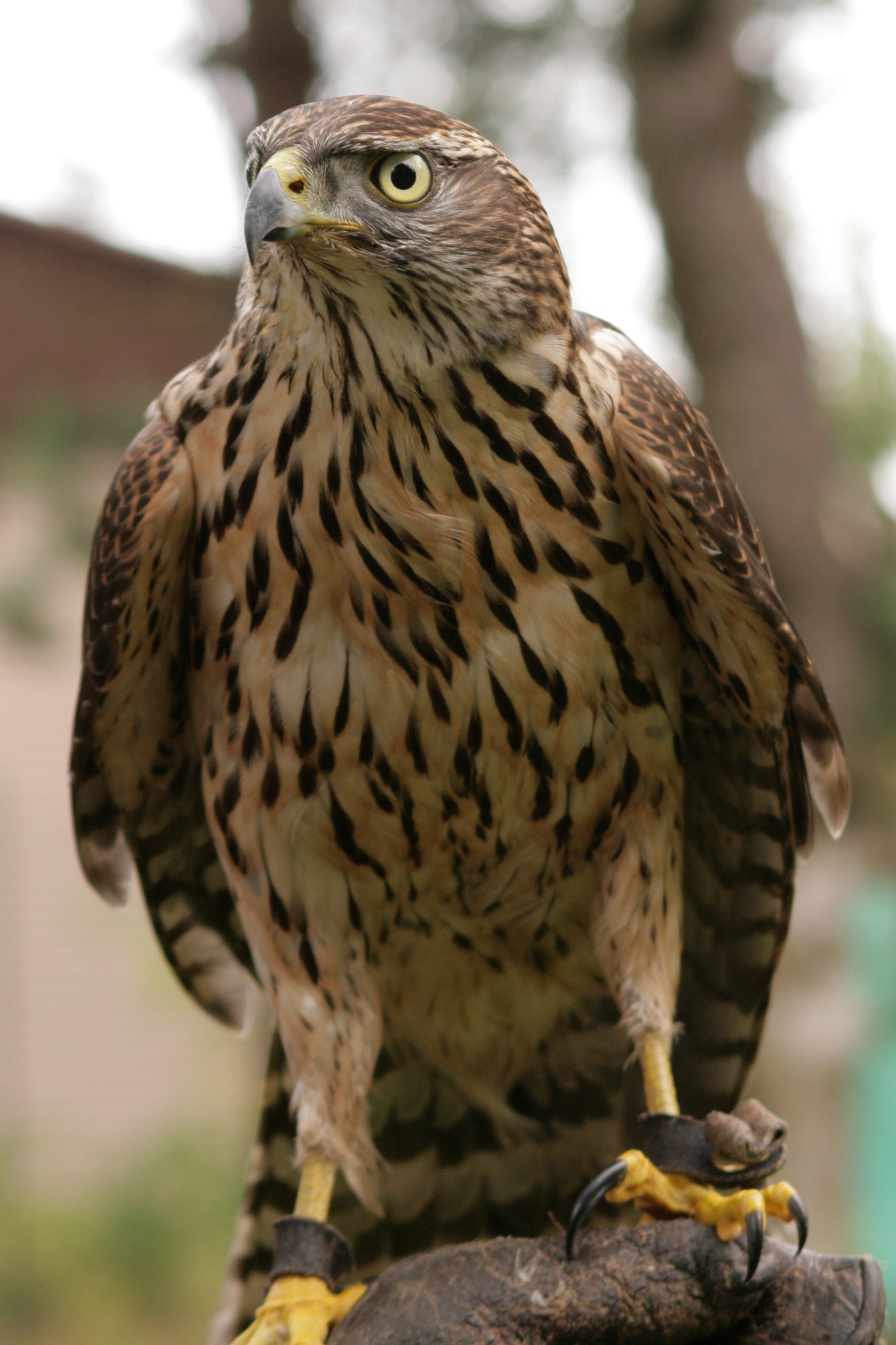 focus-on-animals-13