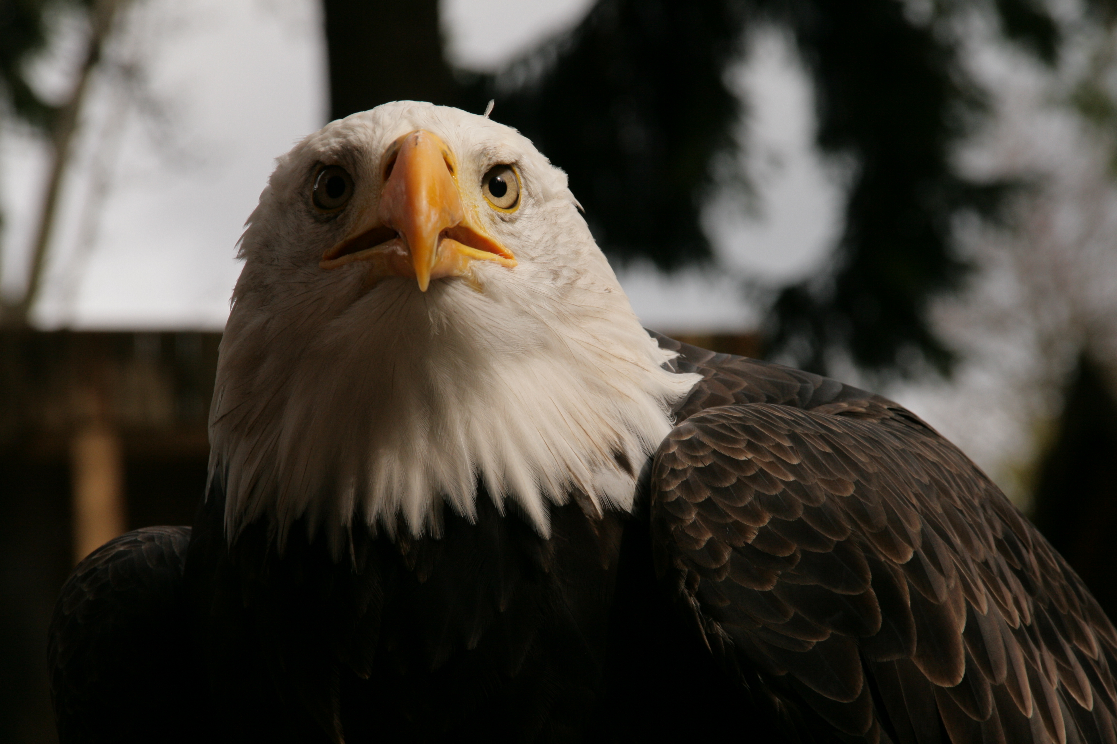 focus-on-animals-14