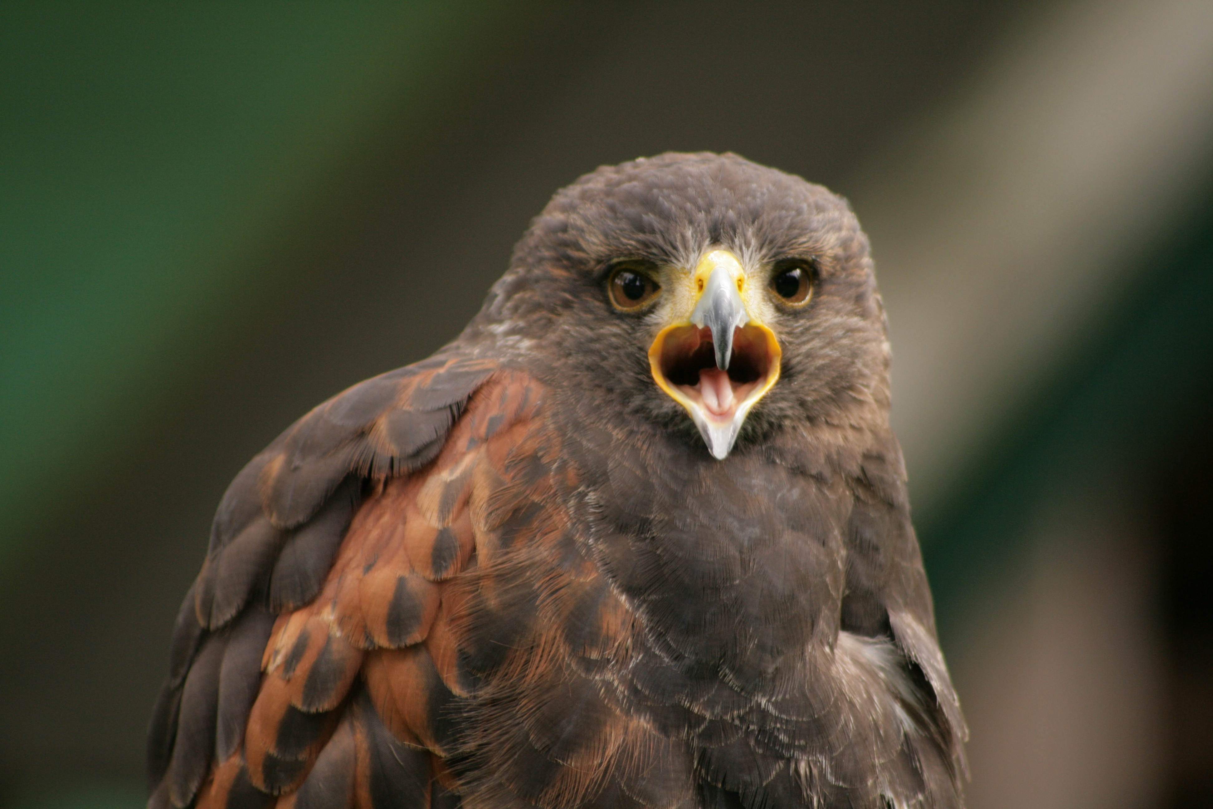 focus-on-animals-16