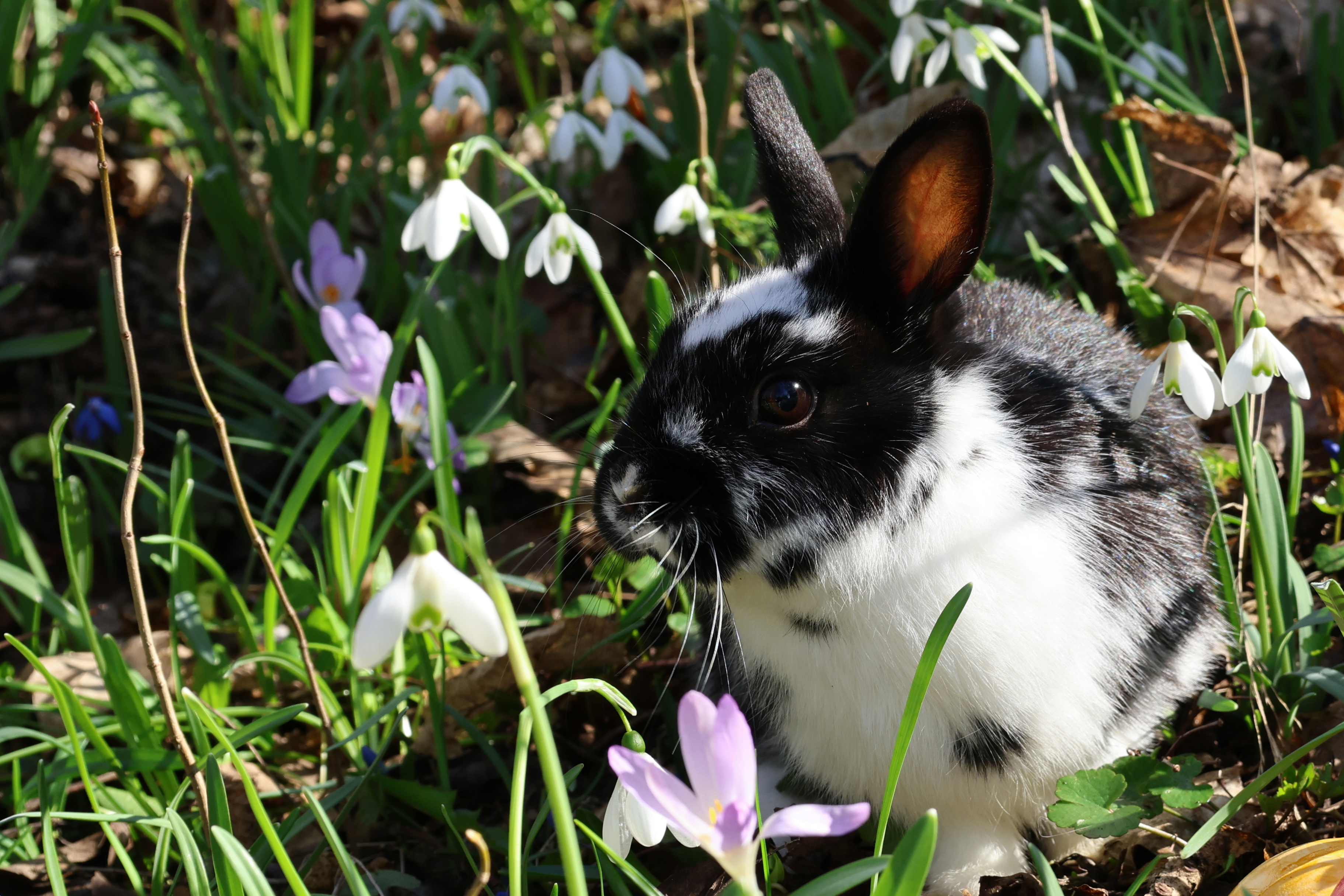 focus-on-animals-2