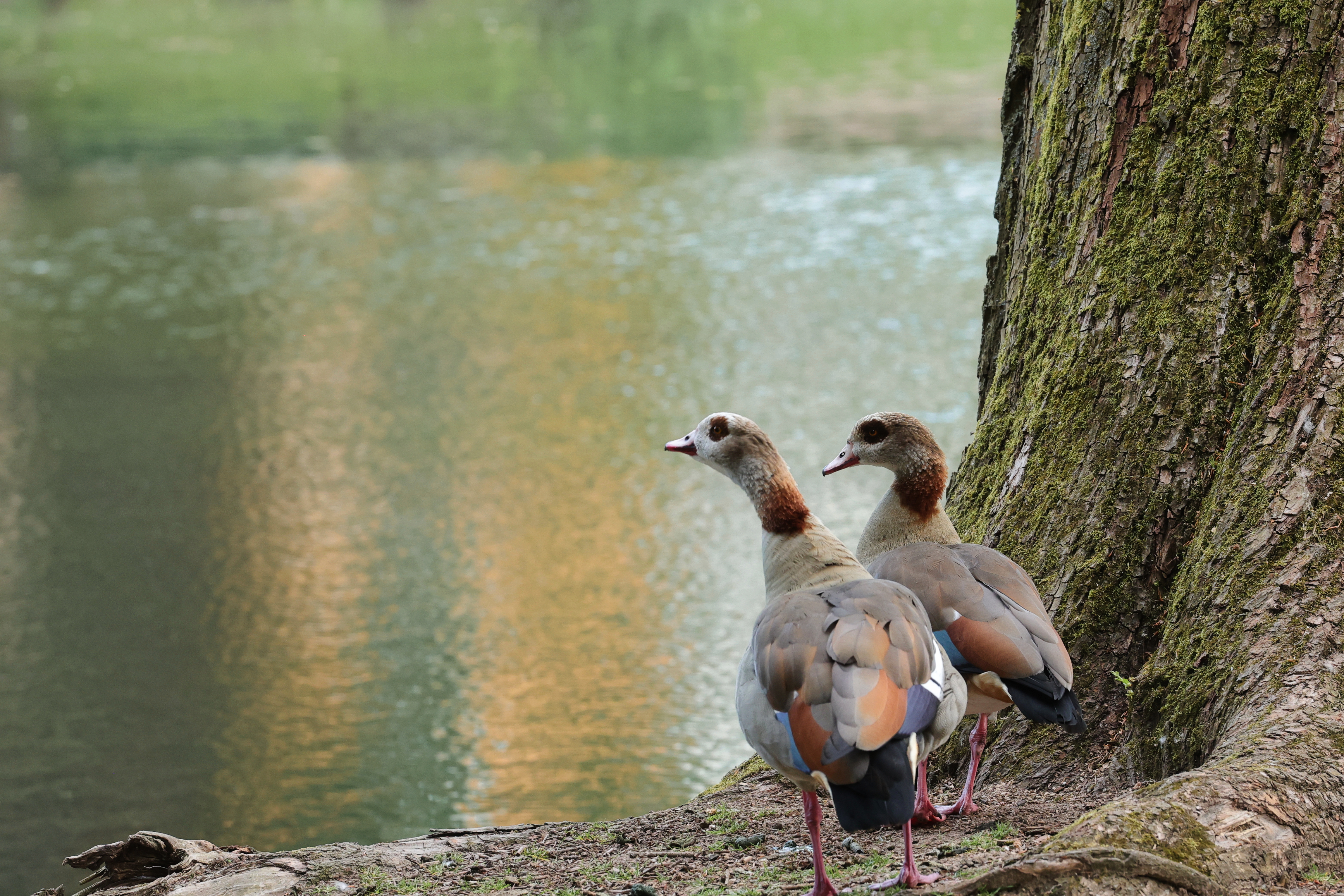 focus-on-animals-27