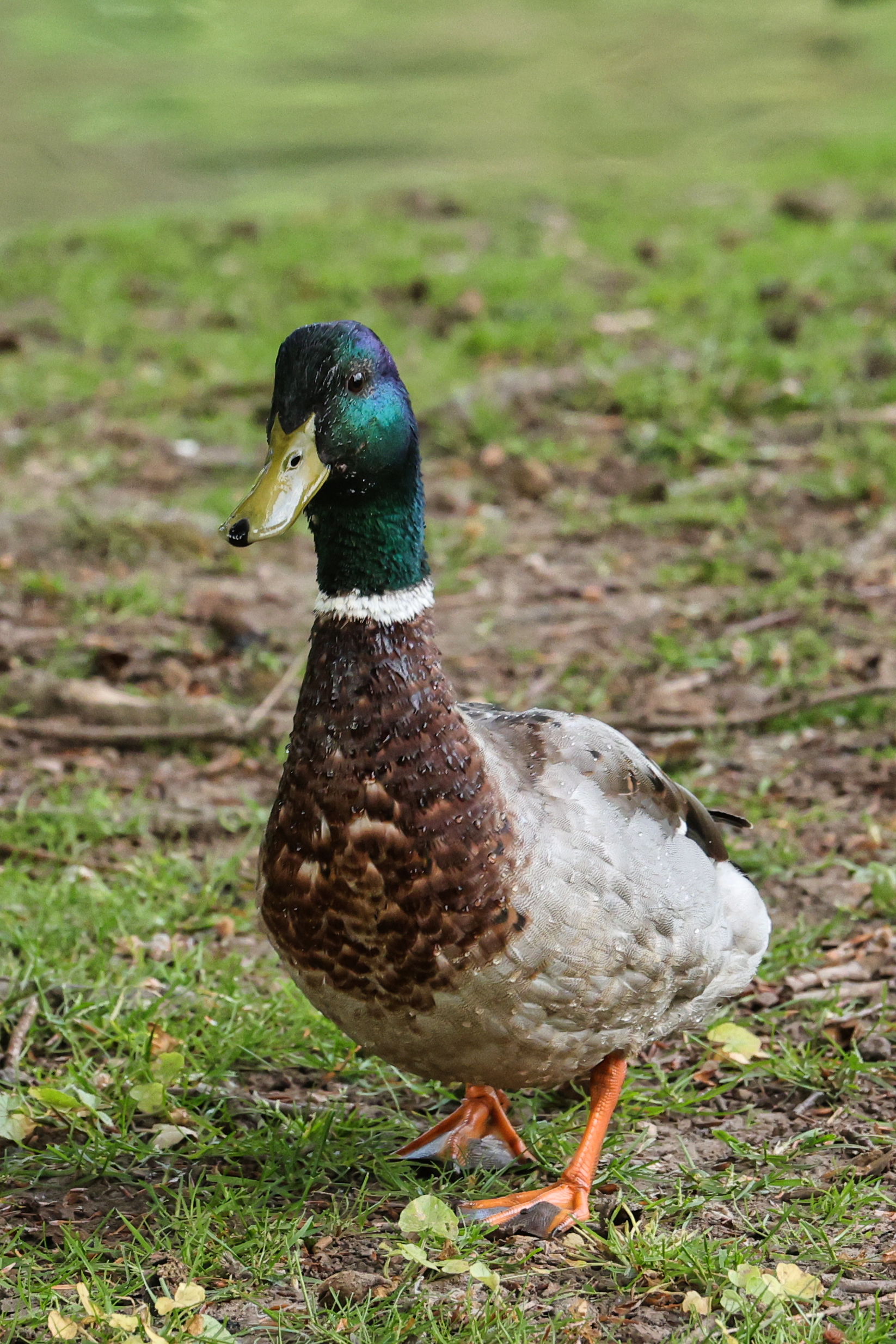 focus-on-animals-28
