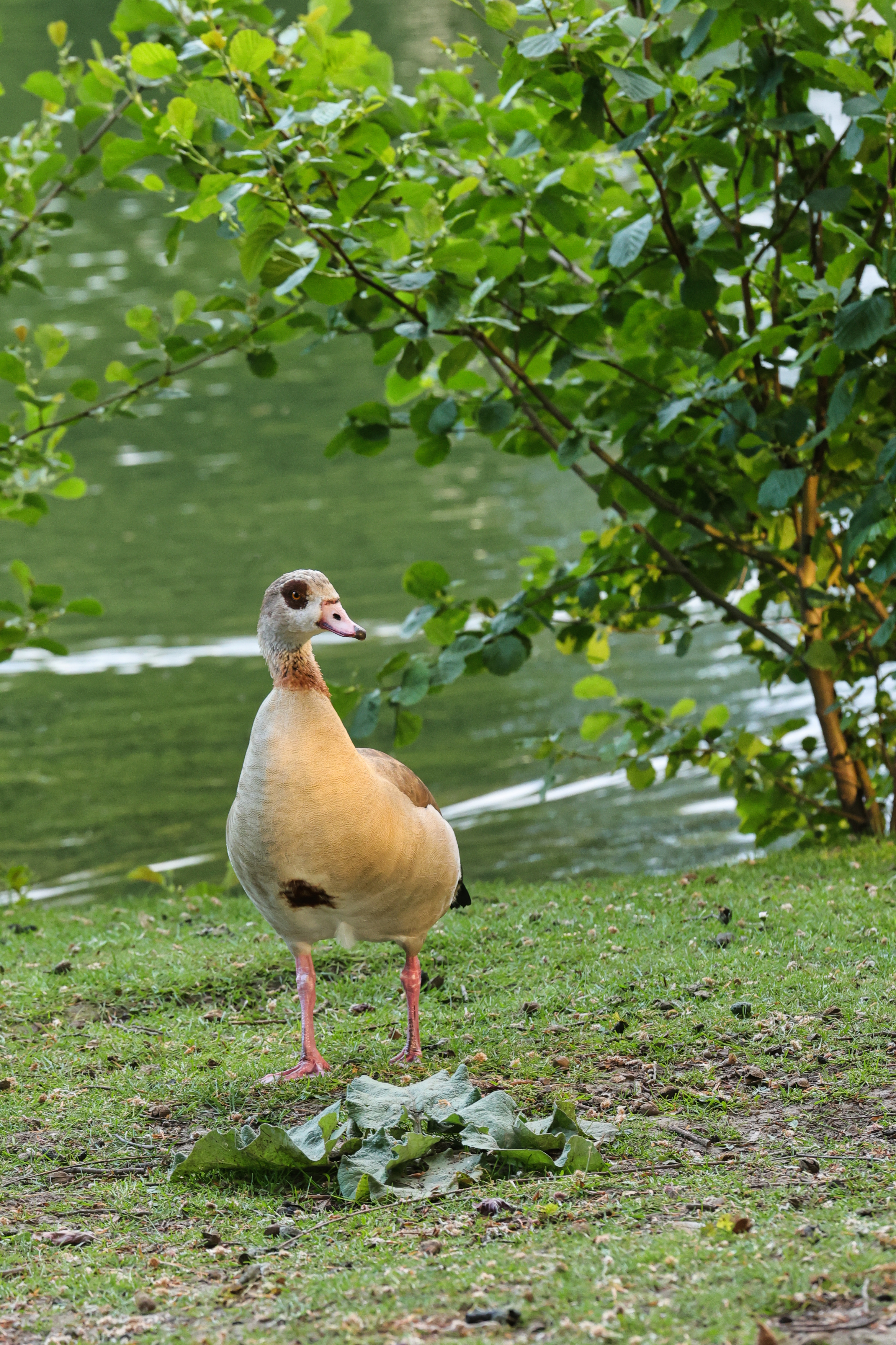 focus-on-animals-29