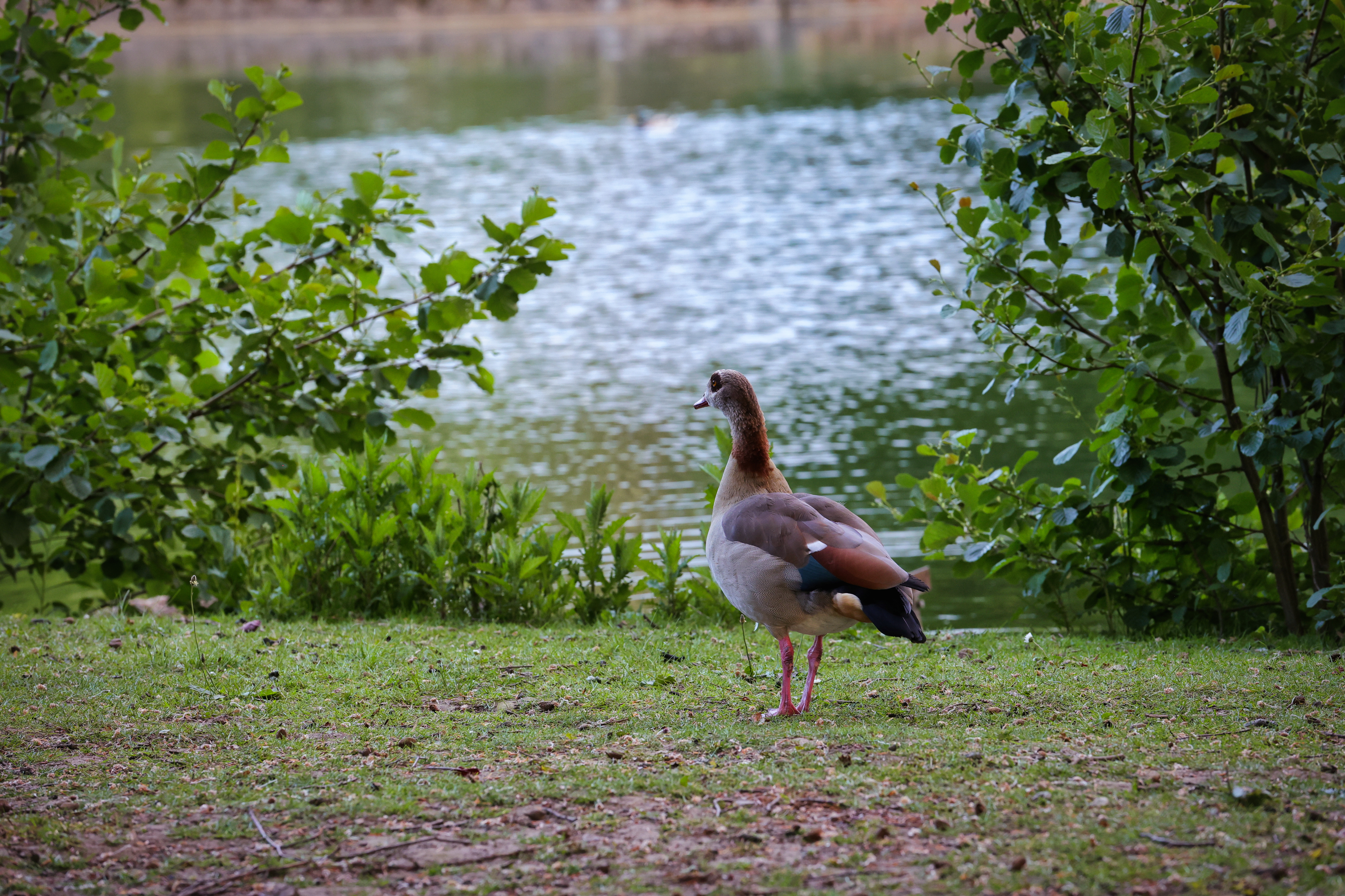 focus-on-animals-30