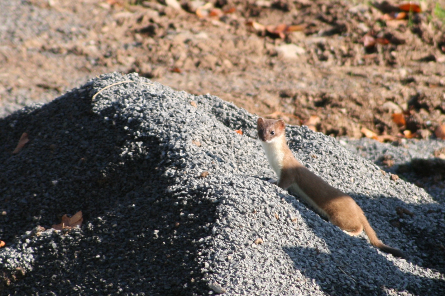 focus-on-animals-34