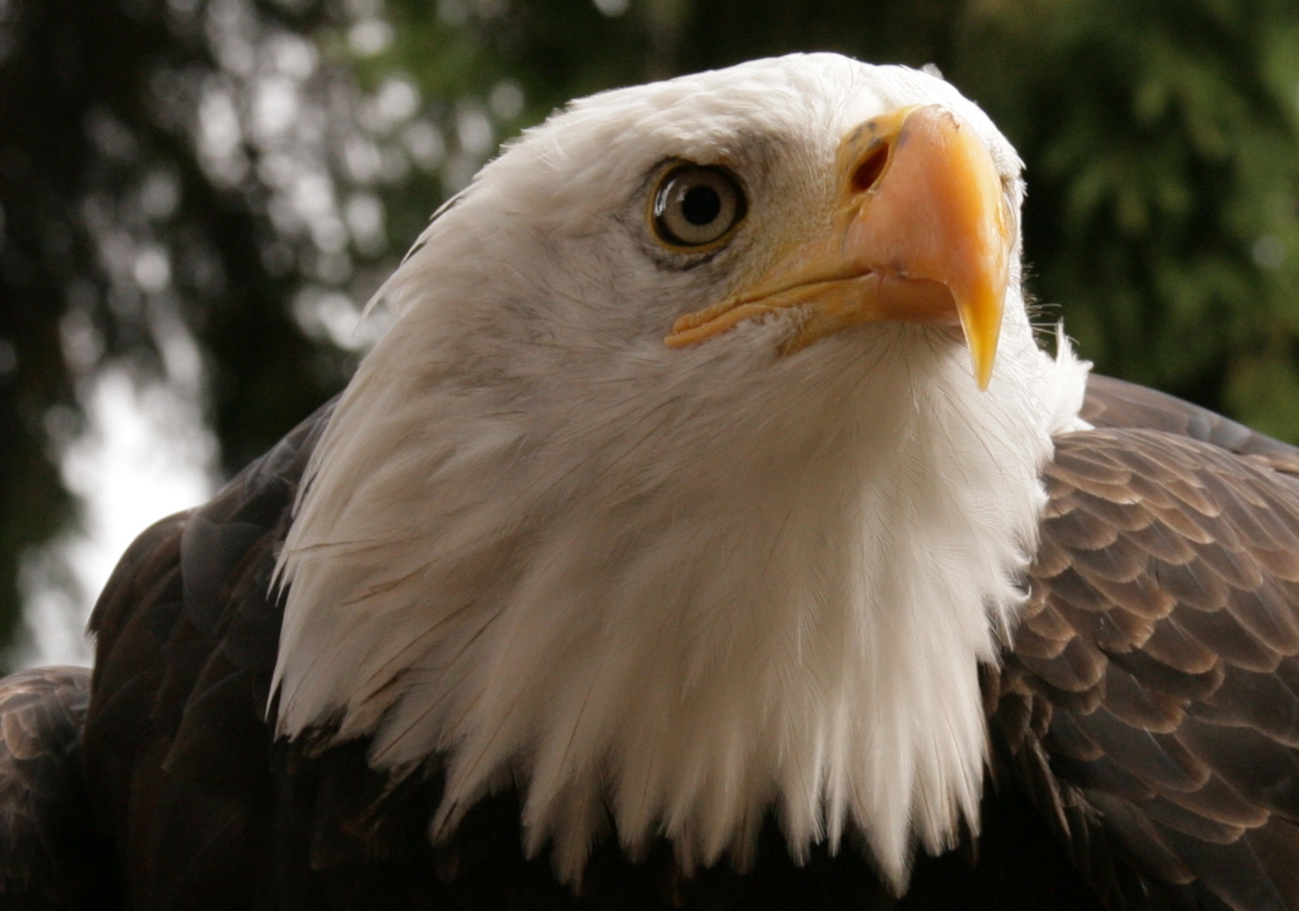 focus-on-animals-6