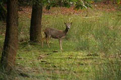 focus-on-animals-1
