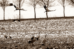 focus-on-animals-10