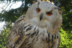 focus-on-animals-11