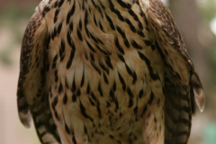 focus-on-animals-13