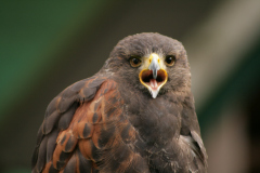 focus-on-animals-16