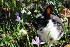 focus-on-animals-2