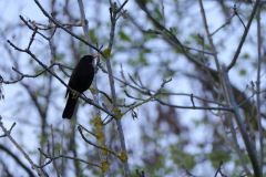 focus-on-animals-23