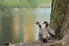 focus-on-animals-27