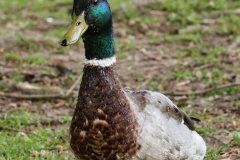 focus-on-animals-28
