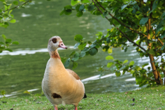 focus-on-animals-29