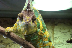 focus-on-animals-33