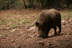 focus-on-animals-5