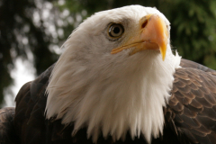 focus-on-animals-6