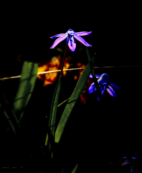 FUJI1368_1