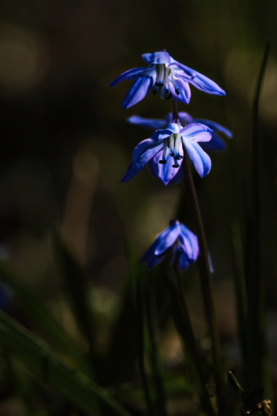 FUJI1393_1