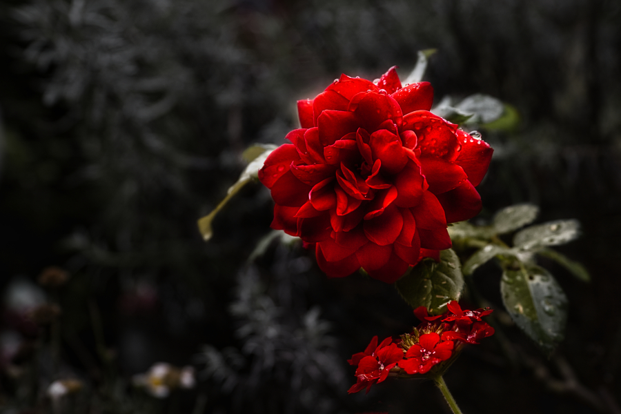 IMG_6787_2
