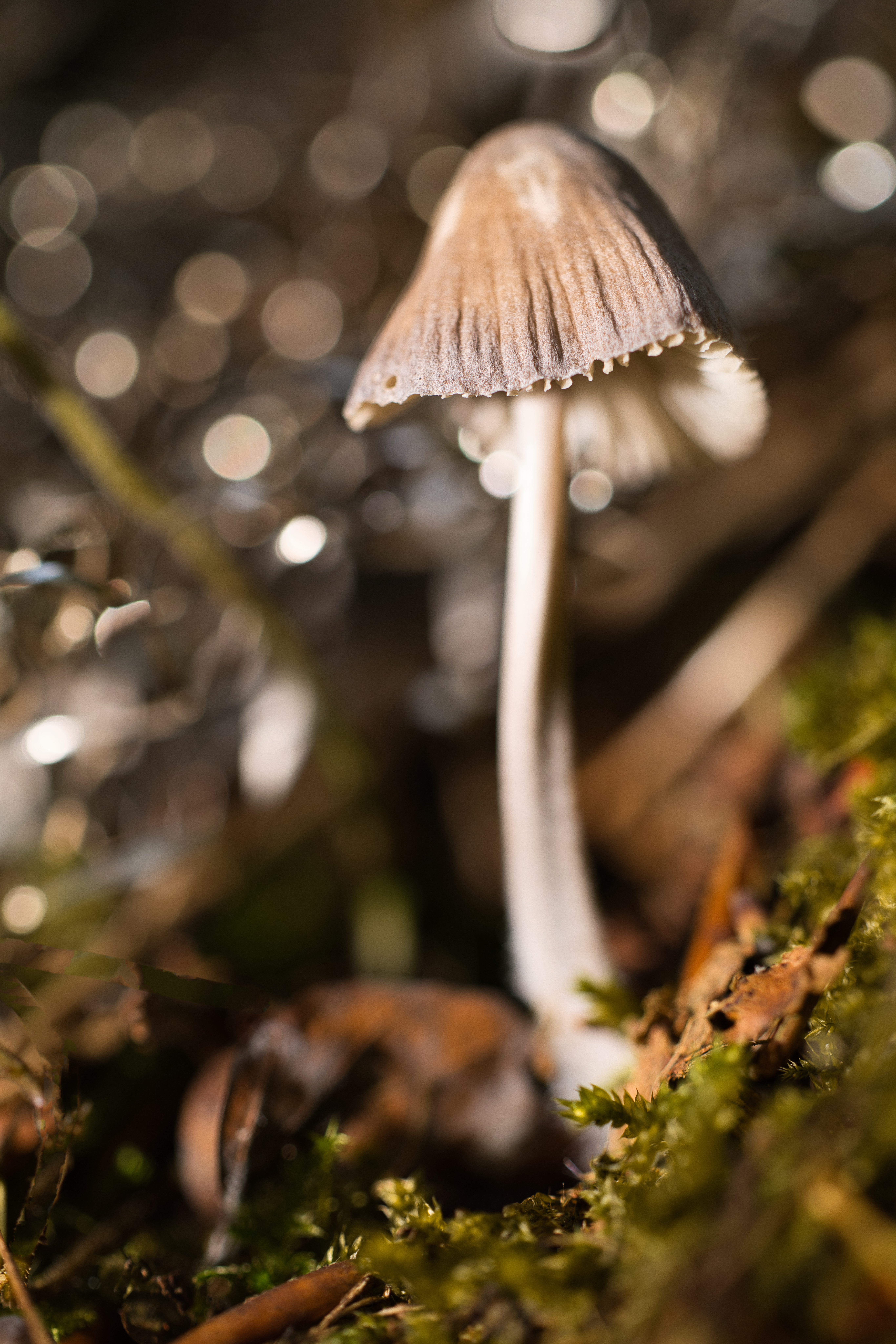 R52_1387_1