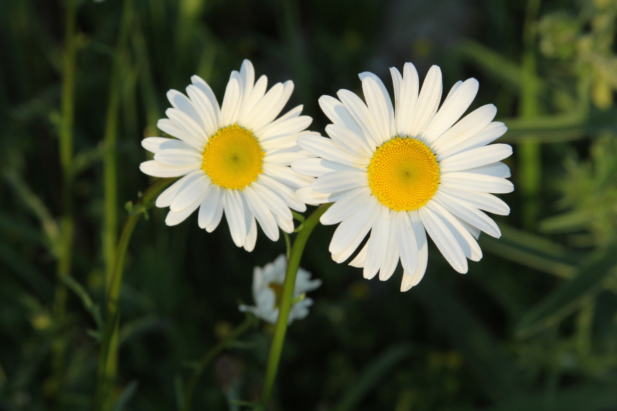 beauty-of-nature-14