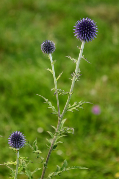 beauty-of-nature-16