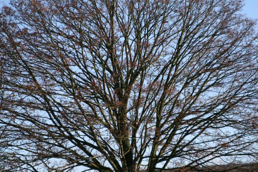 beauty-of-nature-18