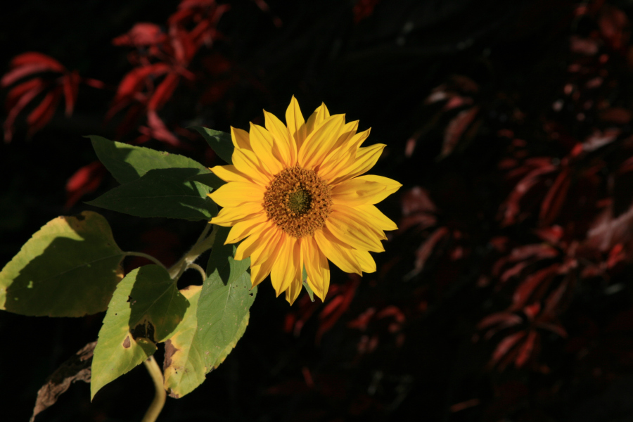beauty-of-nature-21