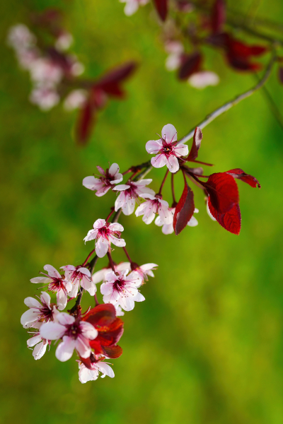 beauty-of-nature-25