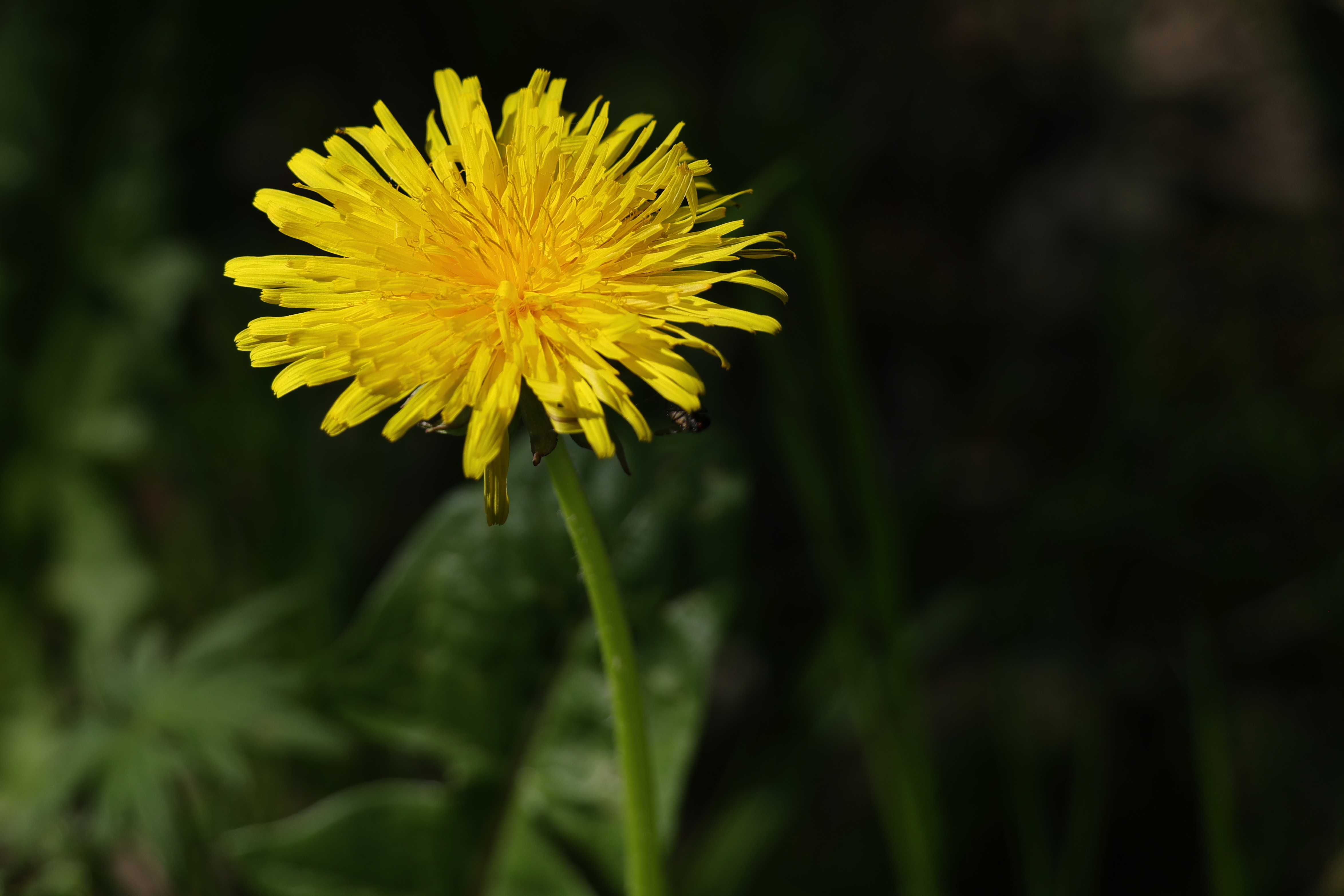 beauty-of-nature-3
