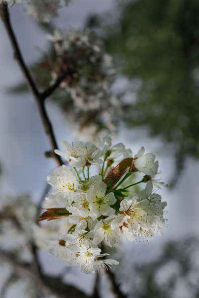 beauty-of-nature-33