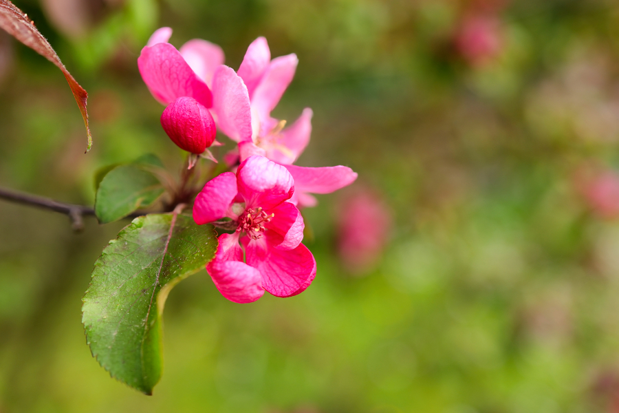 beauty-of-nature-36