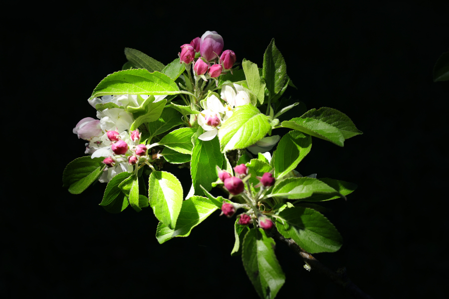 beauty-of-nature-39