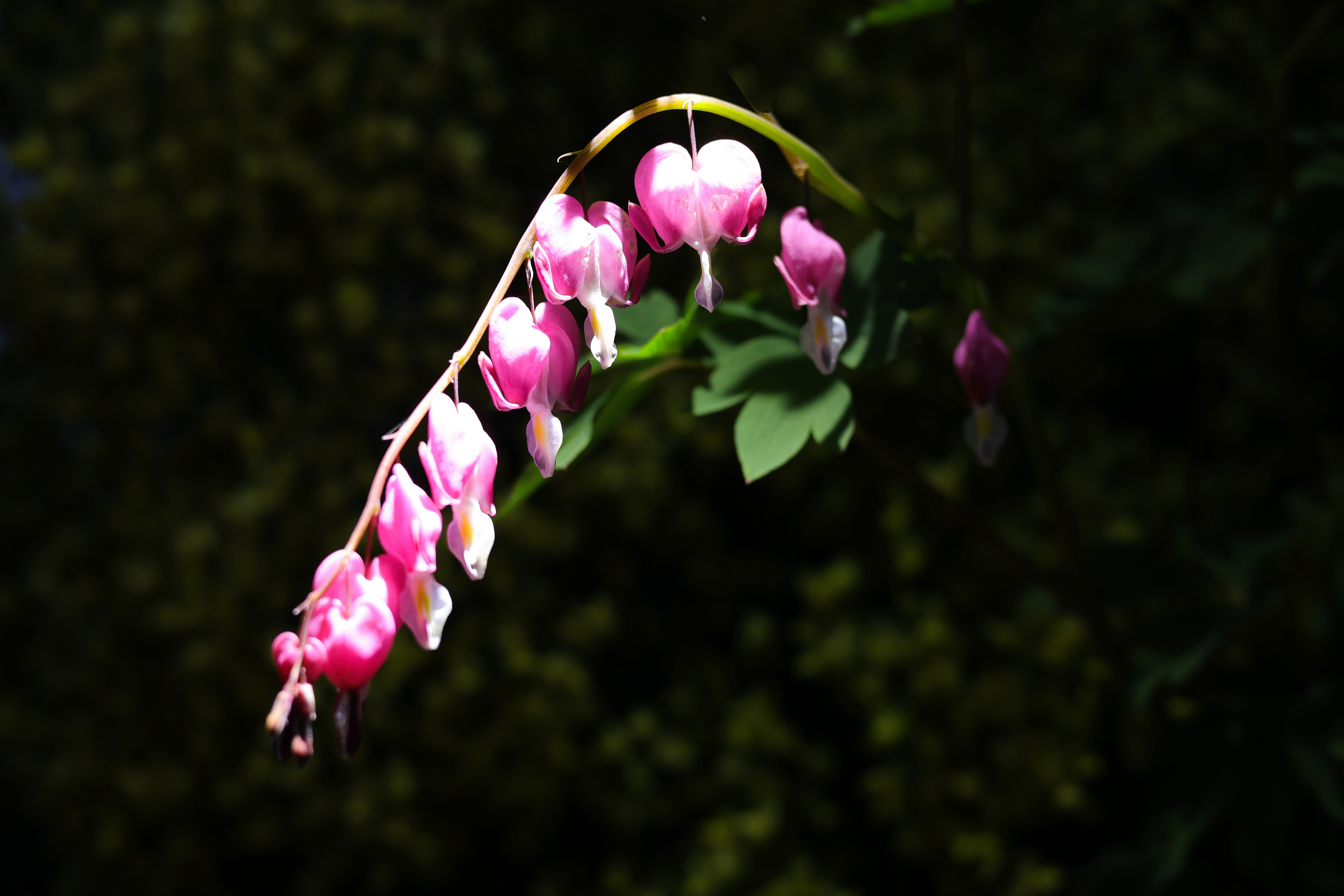 beauty-of-nature-40