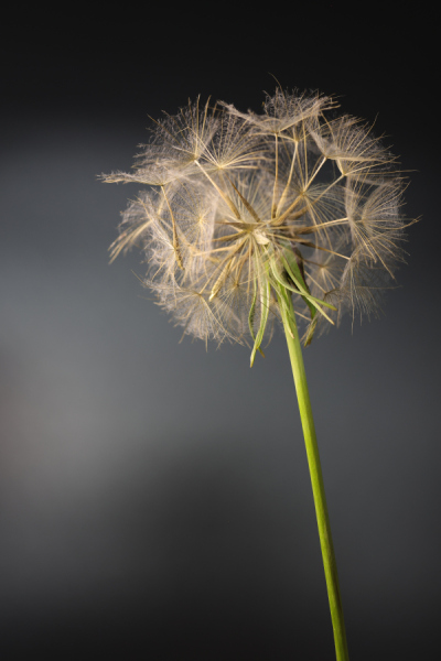 beauty-of-nature-41