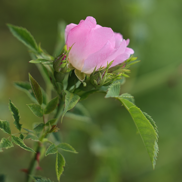 beauty-of-nature-42