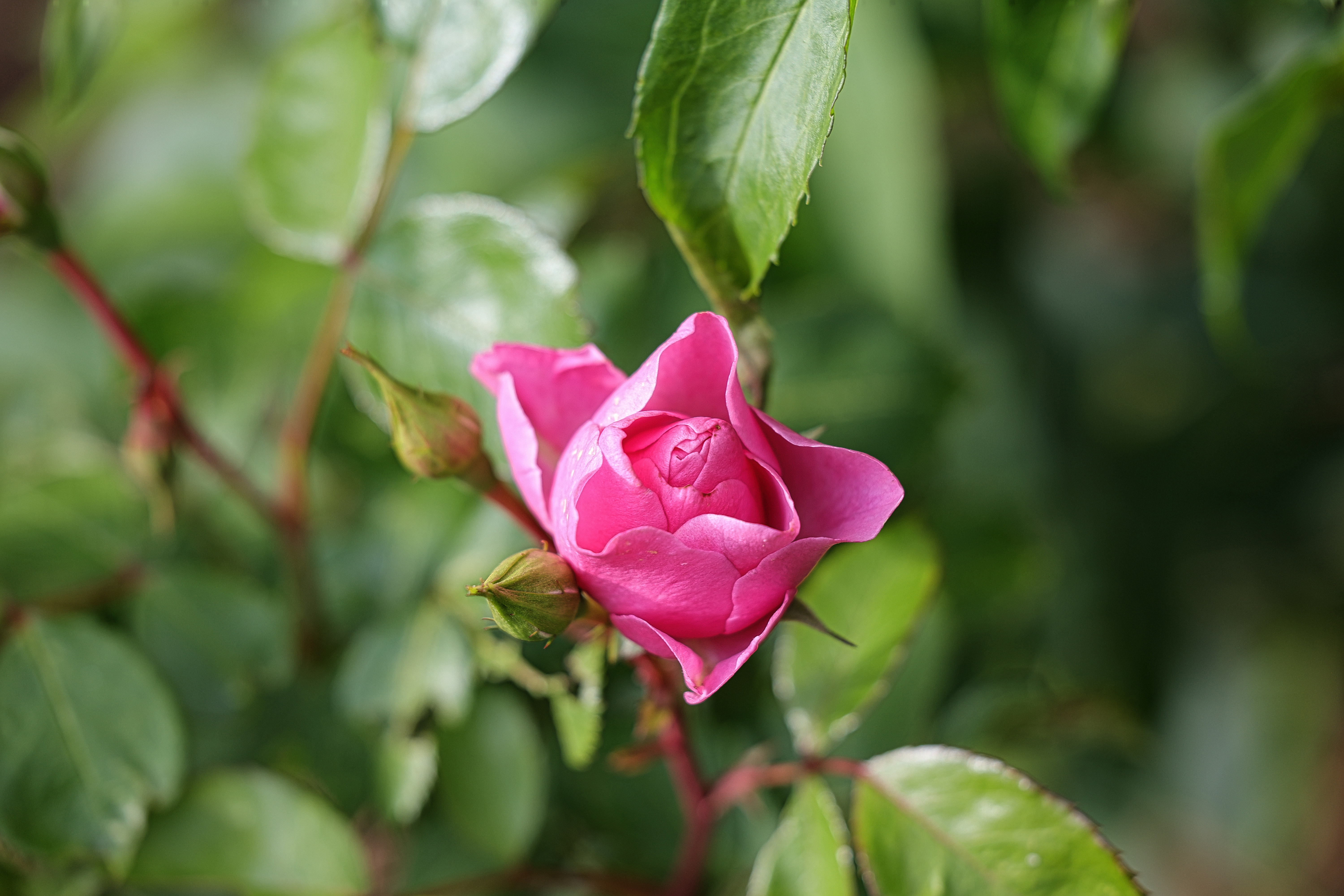 beauty-of-nature-43