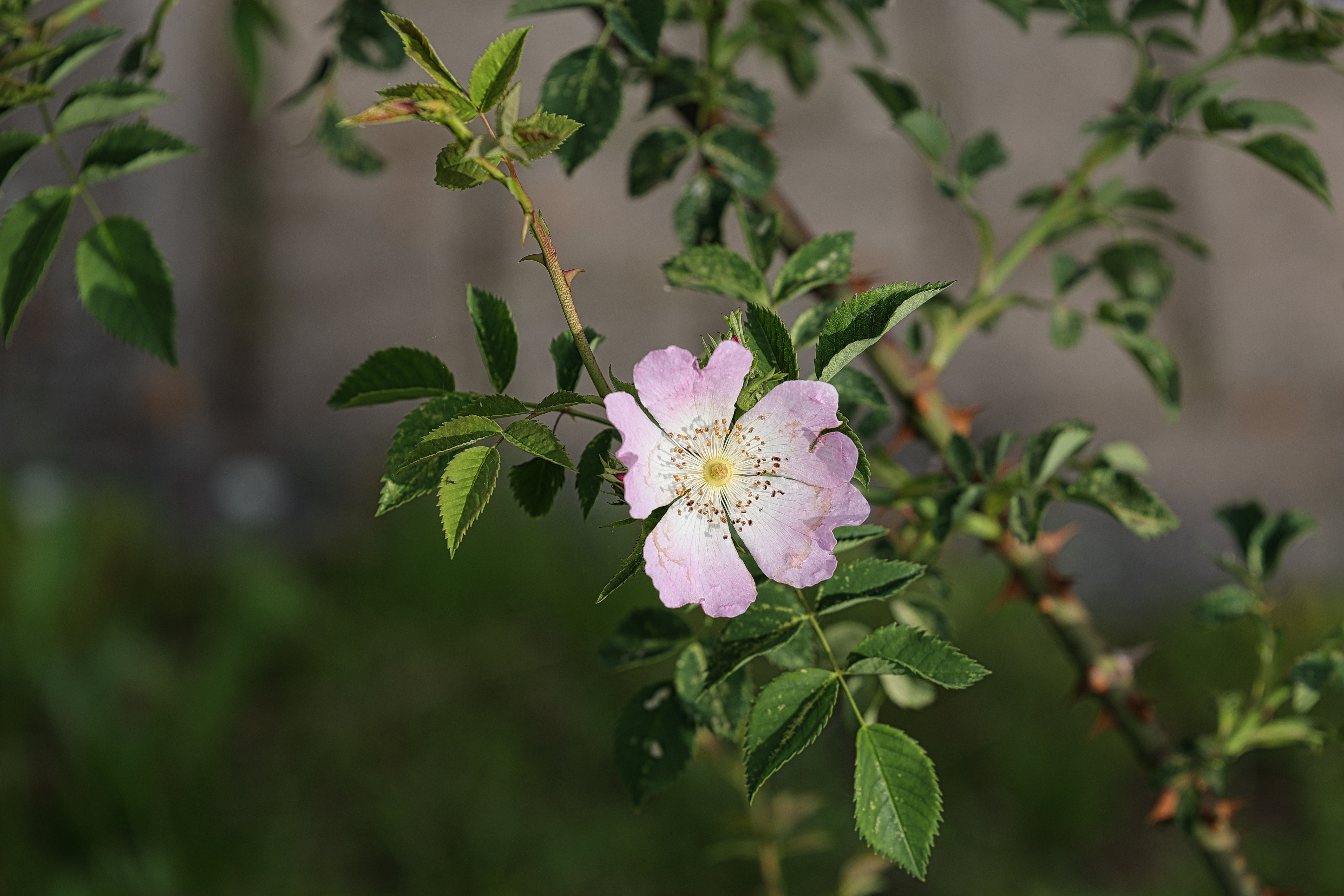 beauty-of-nature-44