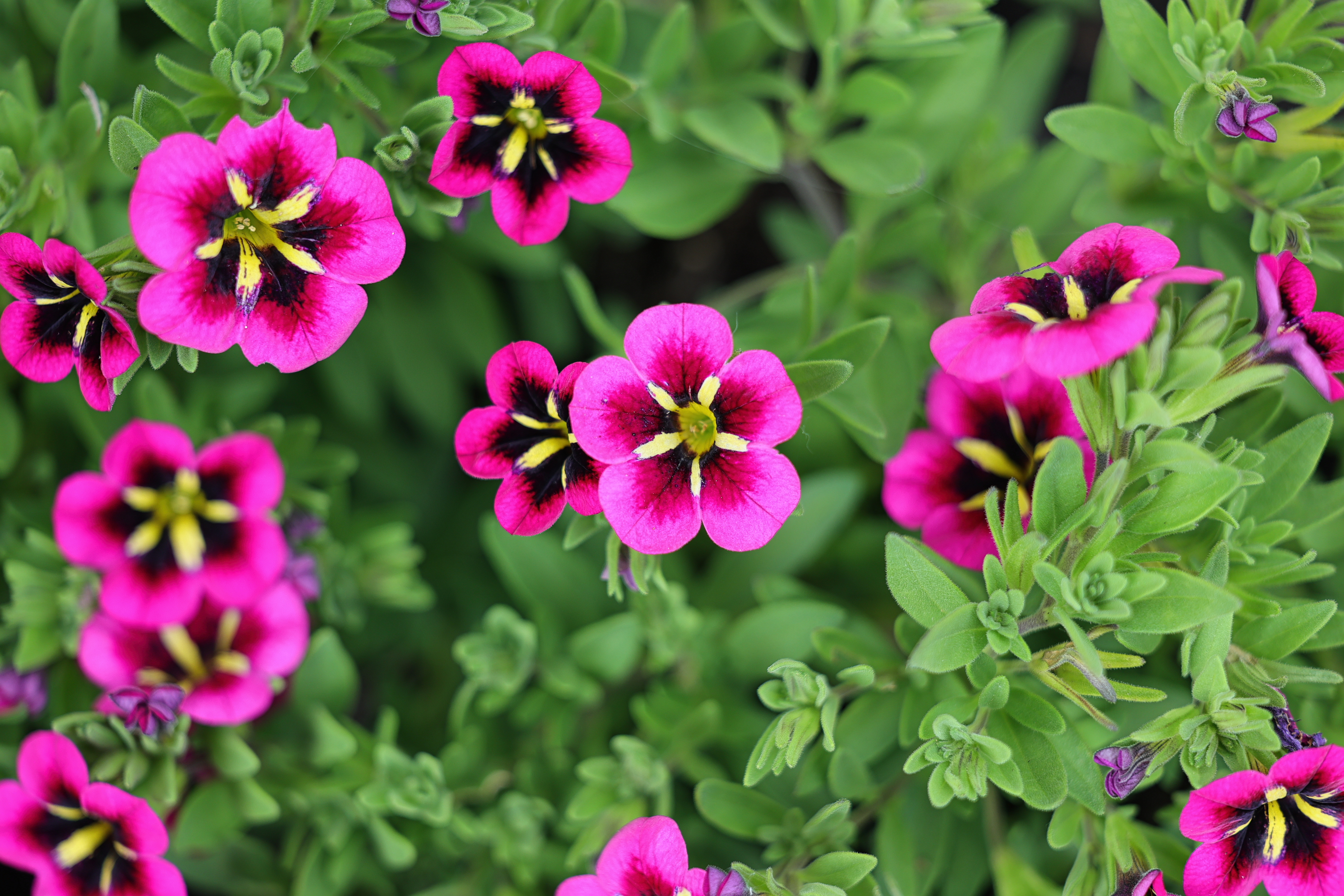 beauty-of-nature-45