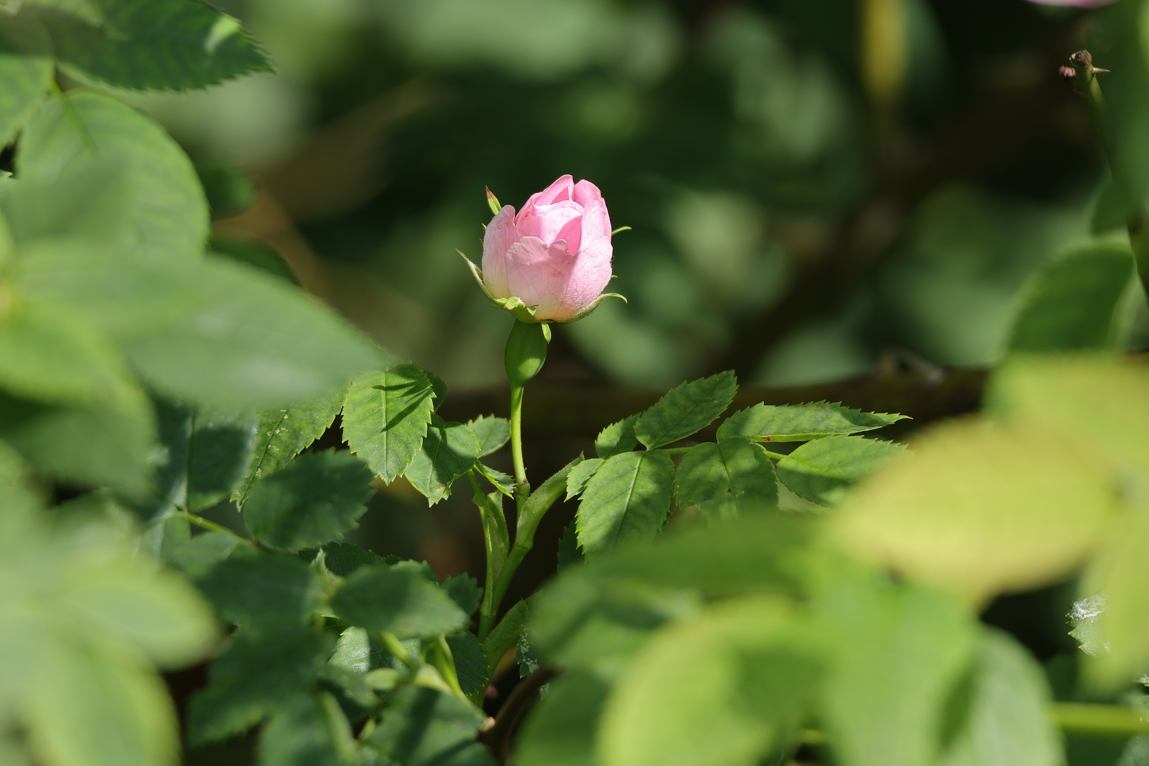 beauty-of-nature-46