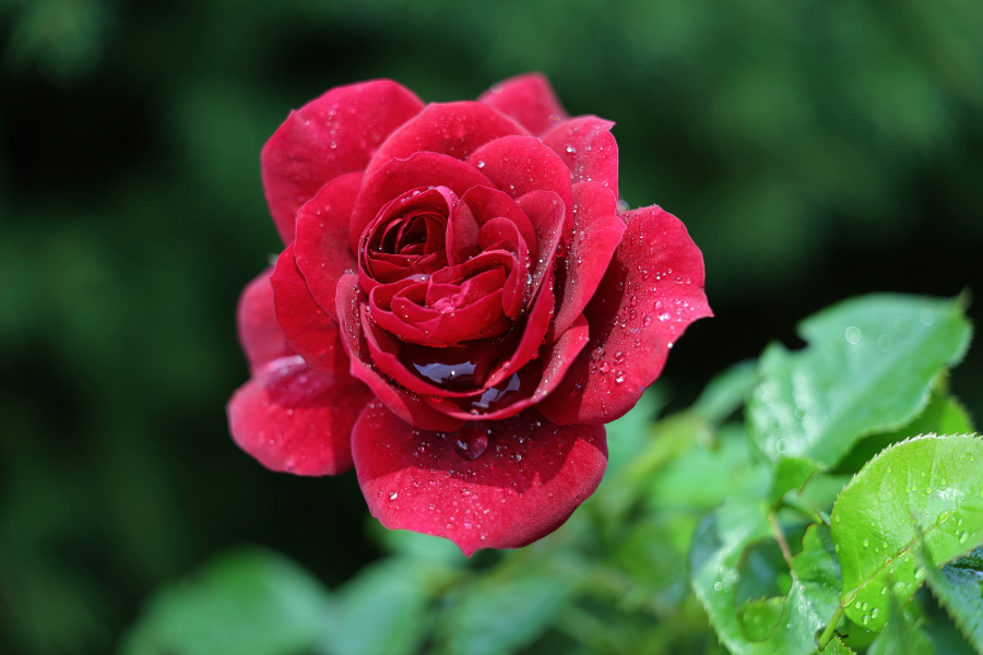 beauty-of-nature-49