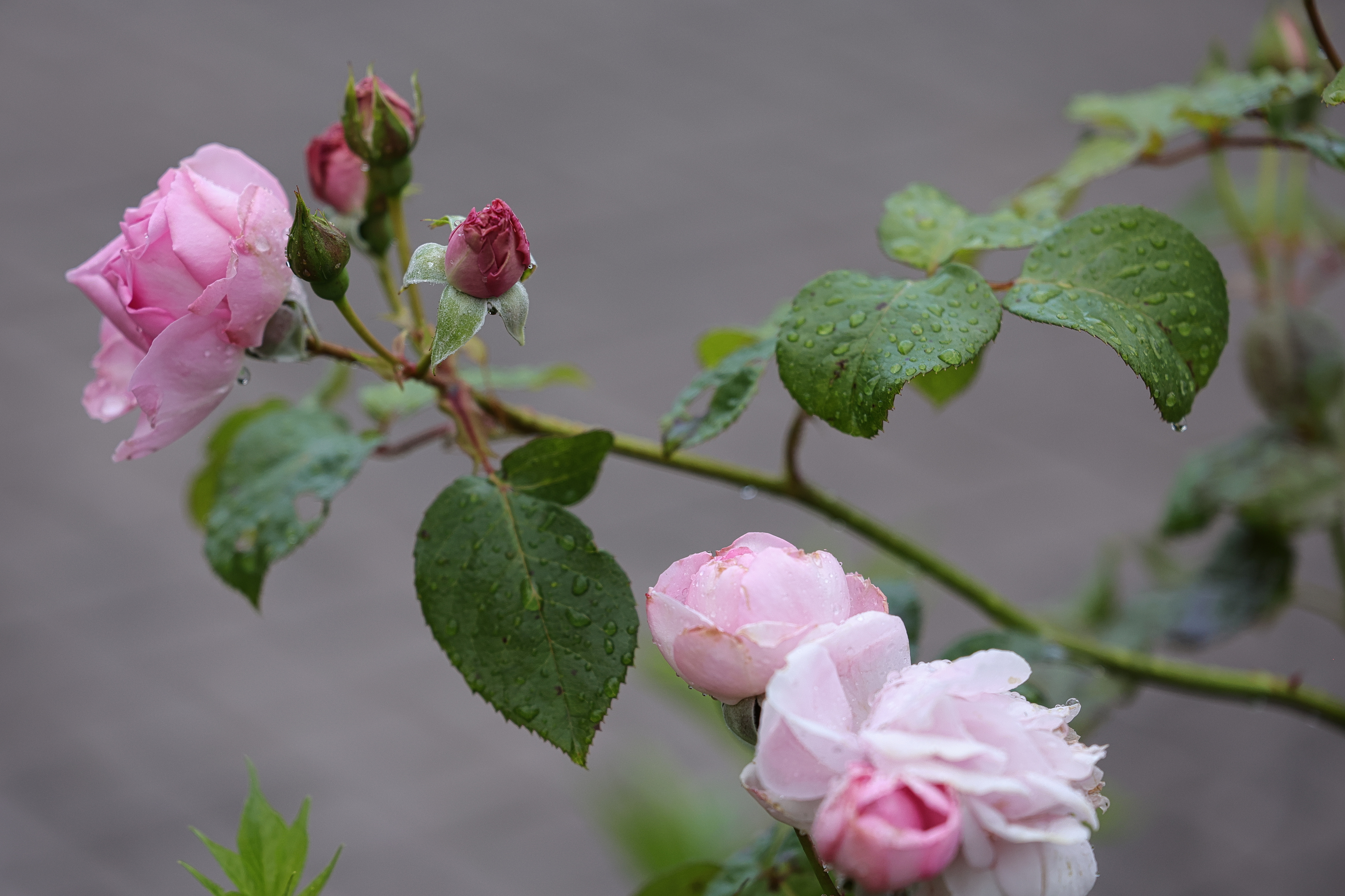 beauty-of-nature-50