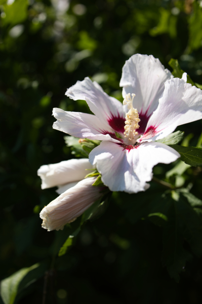 beauty-of-nature-54