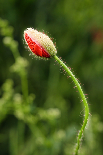 beauty-of-nature-57